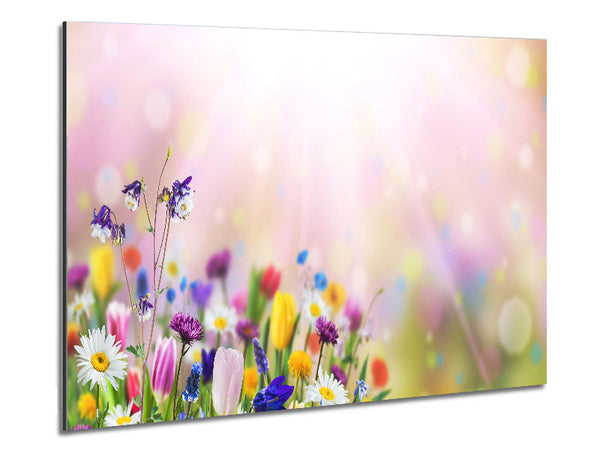 Gemischte bunte Blumen