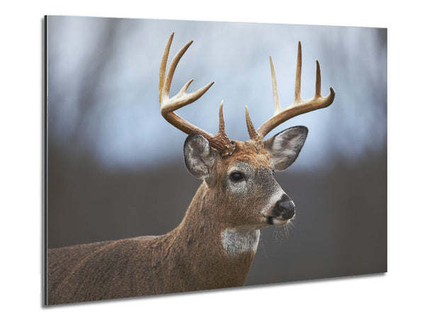Stag looking onwards Metal Print