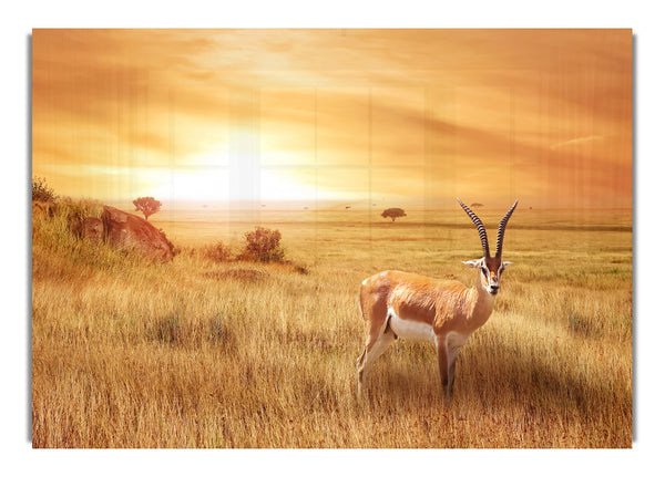 Gazelle in the grasslands