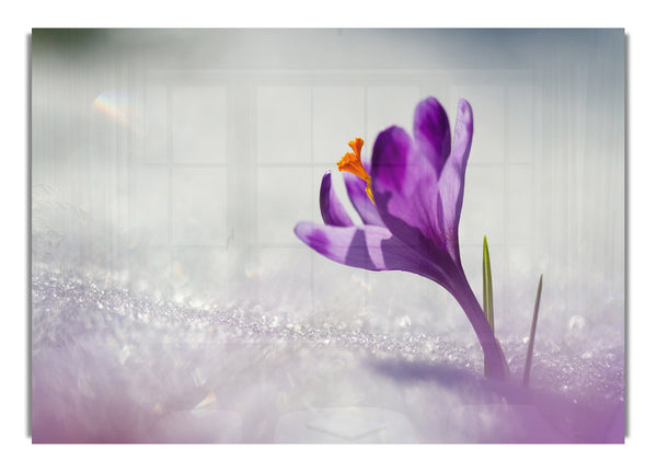 Purple Crocus flower