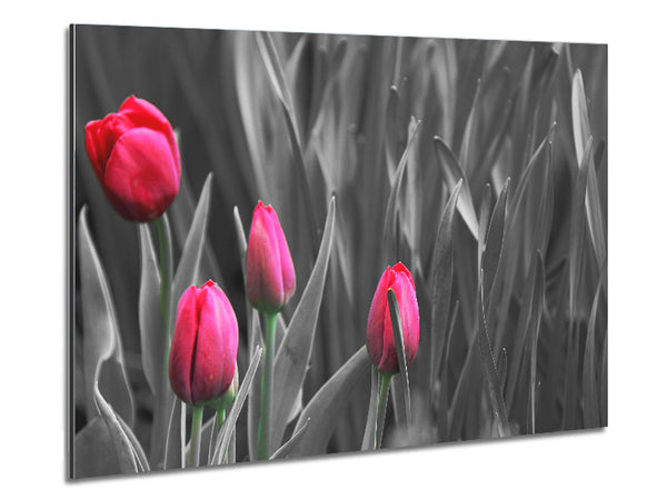 Pink tulips black and white