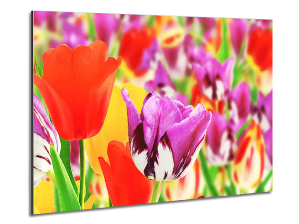 Bunte Tulpen aus nächster Nähe