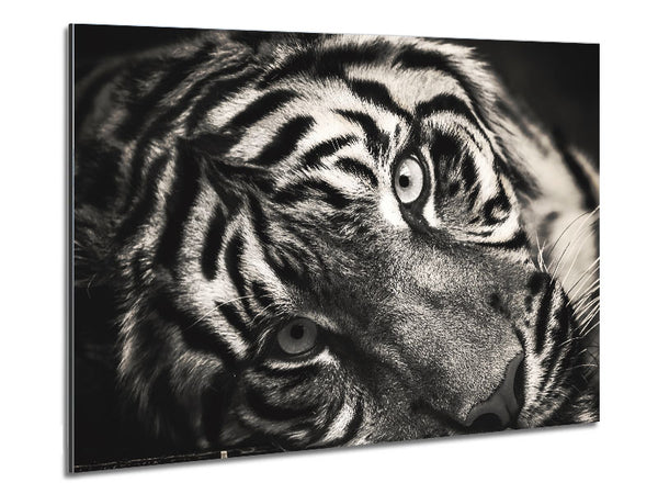 Aus nächster Nähe Tiger liegend