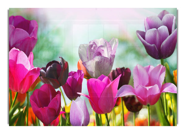 Mehrfarbige Tulpen