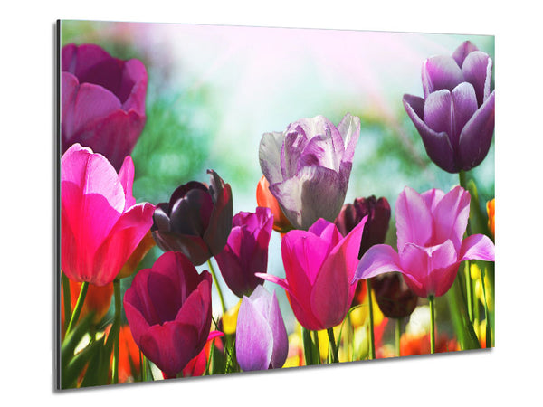 Mehrfarbige Tulpen