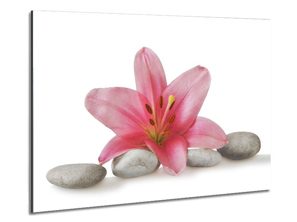 Pink Lilly on grey pebbles