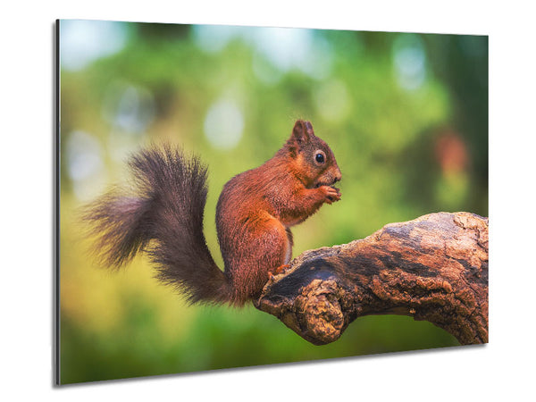 Squirrell eating nuts on branch Metal Print