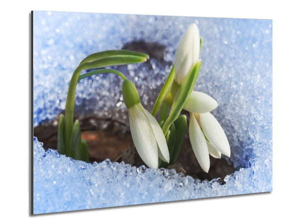 Weiße Schneeglöckchen lugen durch den Schnee