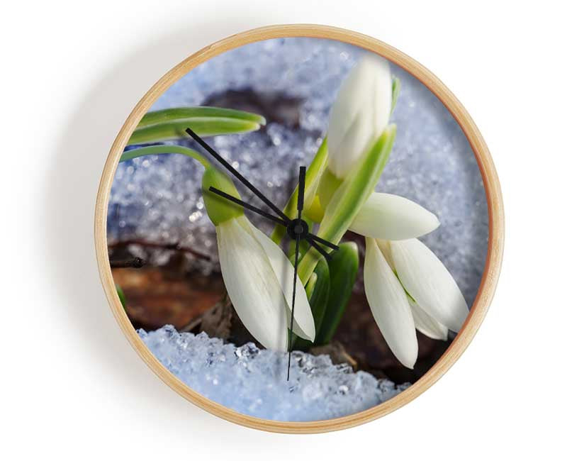 White snowdrops peering through the snow Clock - Wallart-Direct UK