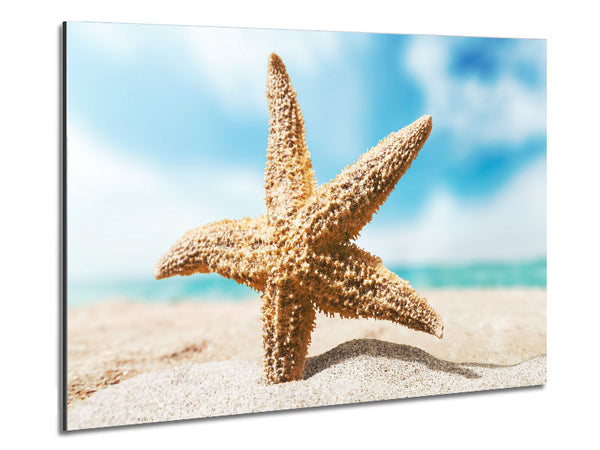 Starfish in detail sands Metal Print