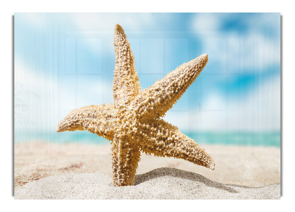 Starfish in detail sands