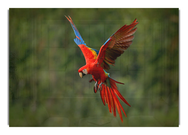 Roter McCaw im Flug
