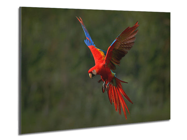 Red Mccaw in flight Metal Print