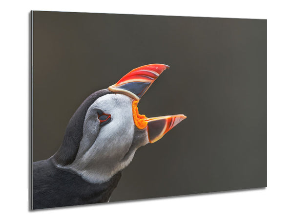 Puffin sounding the alarm Metal Print