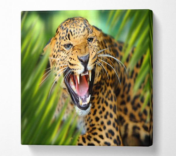 A Square Canvas Print Showing Fierce leopard in the grass Square Wall Art