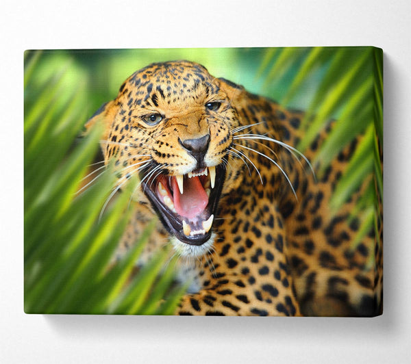  A Canvas Print of Fierce leopard in the grass Canvas Print