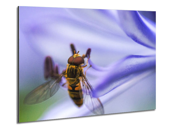 Hover fly on a purple flower Metal Print