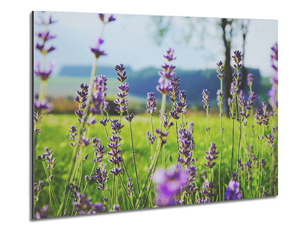 Kleine Blumen hängen über dem Gras