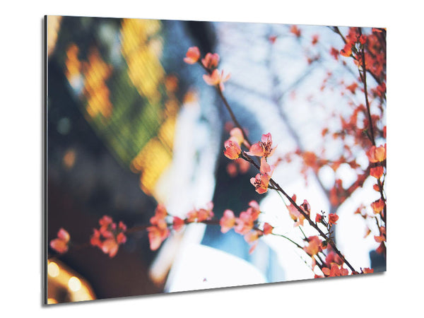 Kirschblüte im Fokus