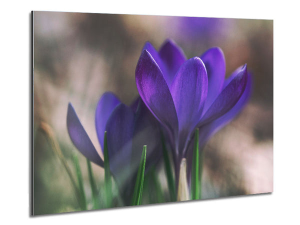 Purple crocus opening up