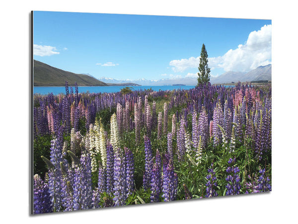 Loopins peering over the lake Metal Print