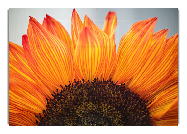 Orangefarbene Blüte öffnet sich aus nächster Nähe