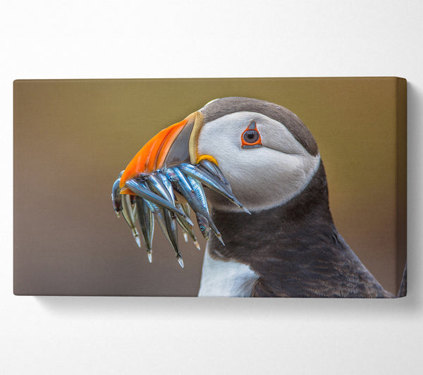 Papageitaucher mit einem Mund voller Fisch