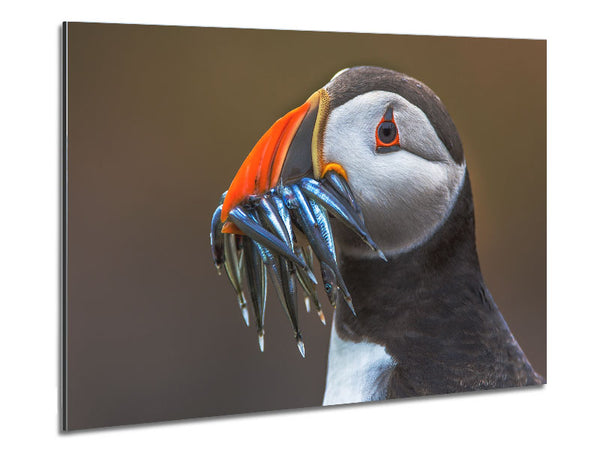 Puffin with a mouthall of fish Metal Print