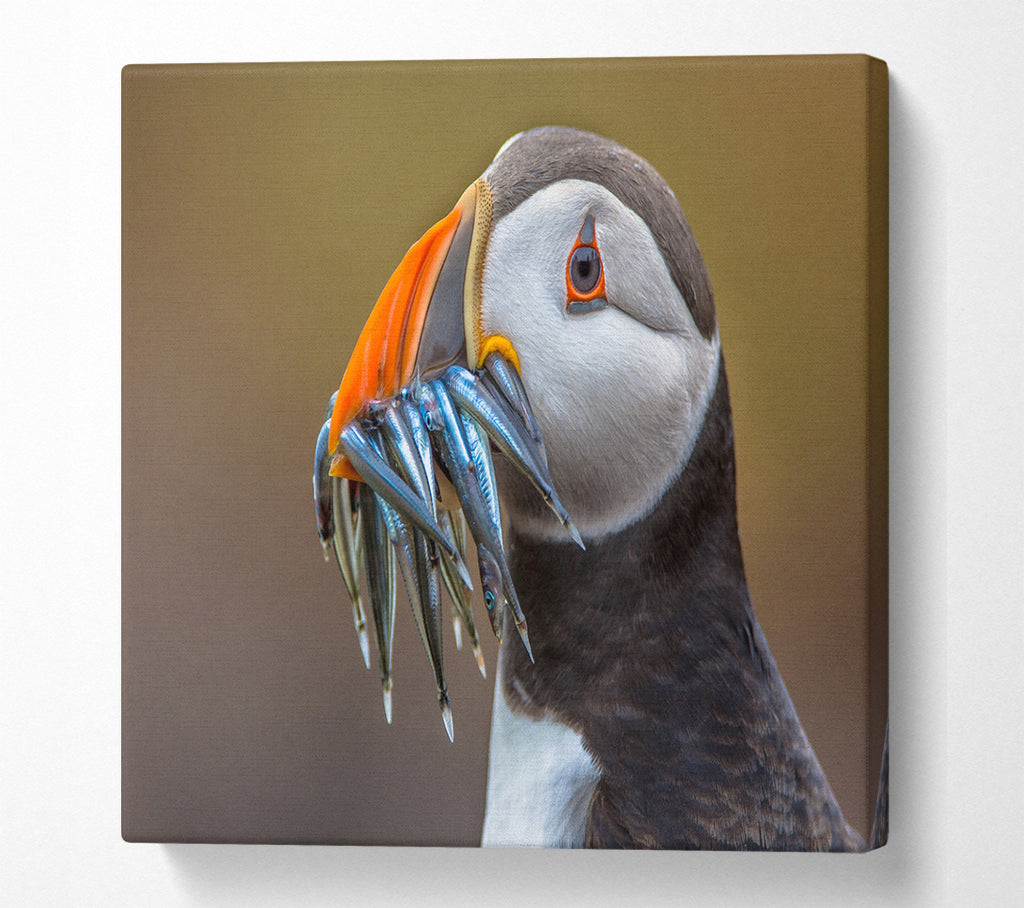 A Square Canvas Print Showing Puffin with a mouthall of fish Square Wall Art