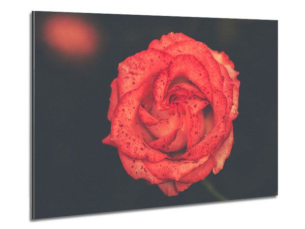 Hübsche gesprenkelte Blume