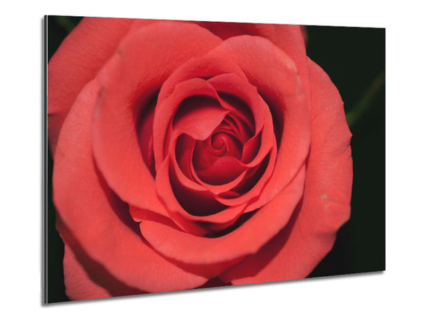 Rose coloured flower