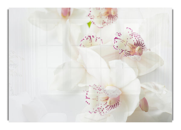 Orchideenglück