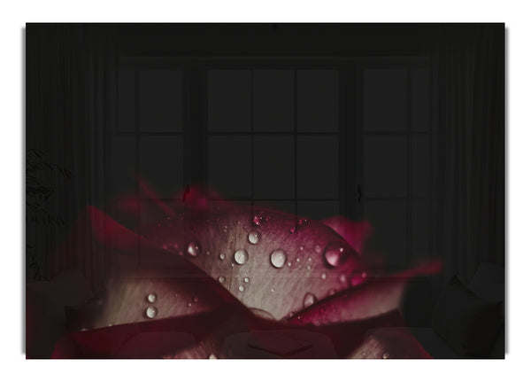 water droplets falling off a flower