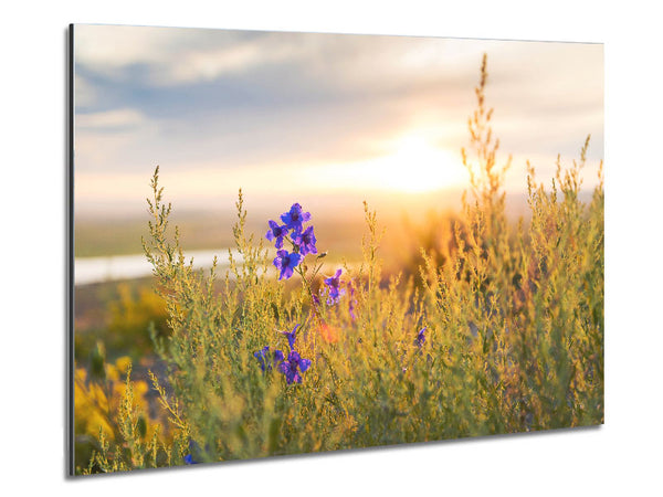 Purple flower suspended in the sunlight