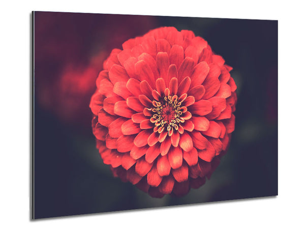 Kreisförmige Blume, perfekt ausbalanciert