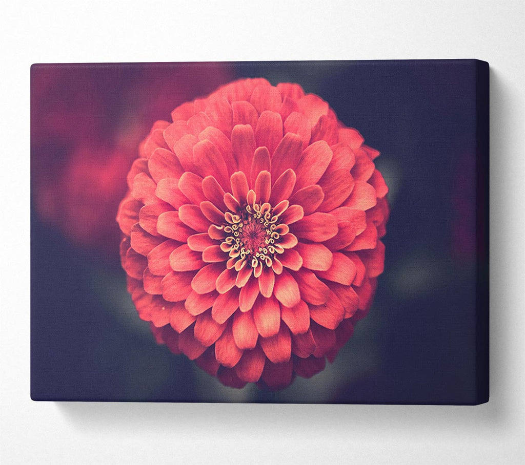 Picture of Circular flower perfectly balanced Canvas Print Wall Art