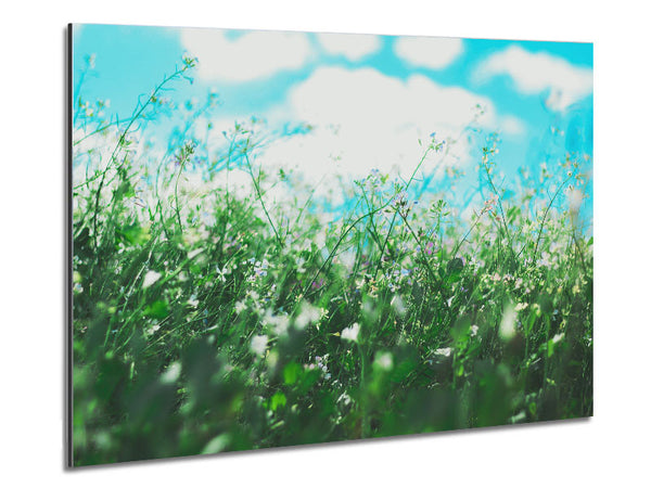 Wilde Blumen auf der Frühlingswiese