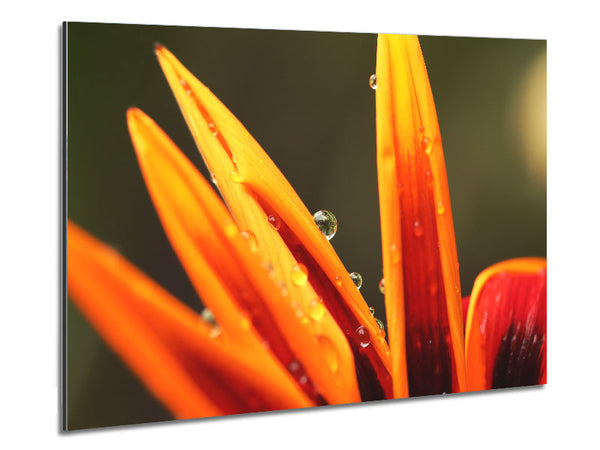 Water droplets on a yellow flower Metal Print