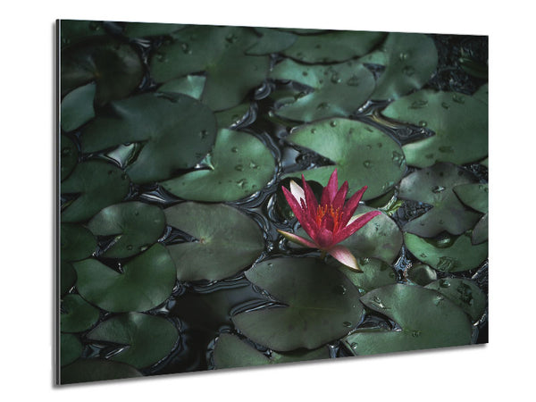 Lotus blickt über die Seerosenblätter
