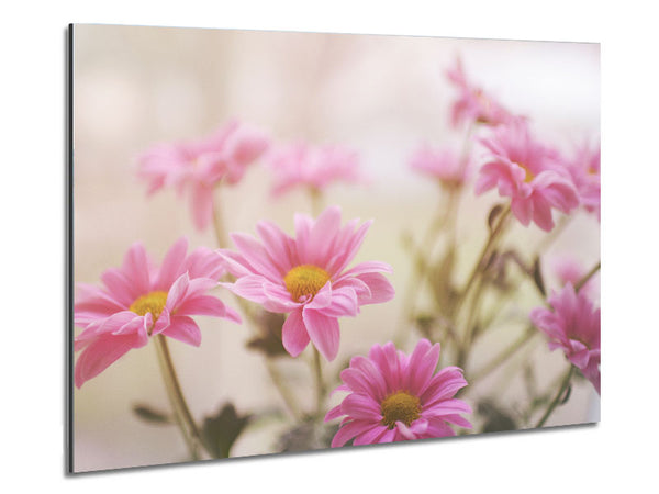 Pink flowers in soft light