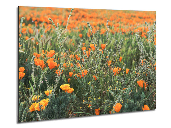 Orange flowers in the spring field Metal Print