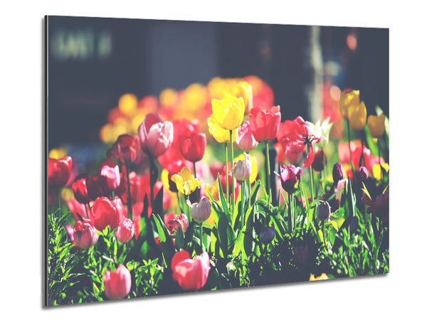 Tulpen mit geringem Kontrast