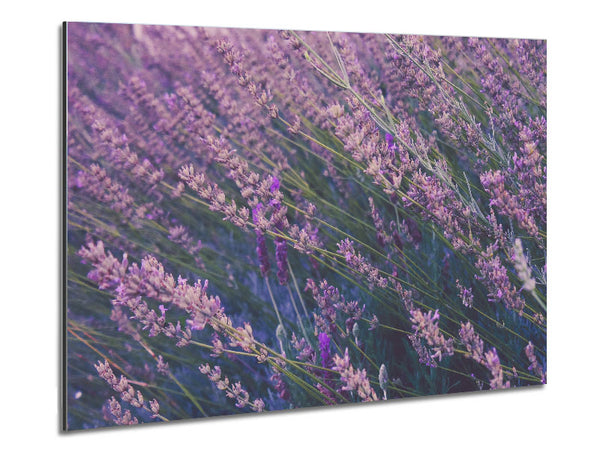 Eine Richtung zarter Blumen