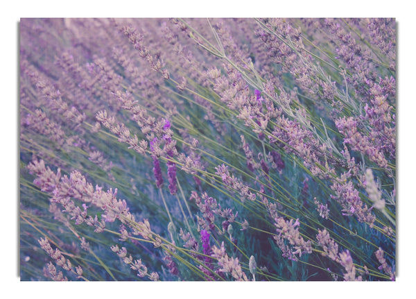 Eine Richtung zarter Blumen