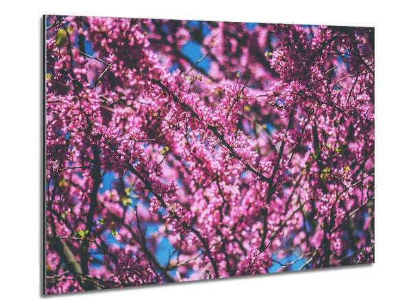 Baumblüten Blumen auf einem blauen Himmel