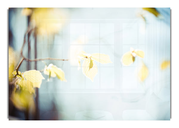 Bleached leaves