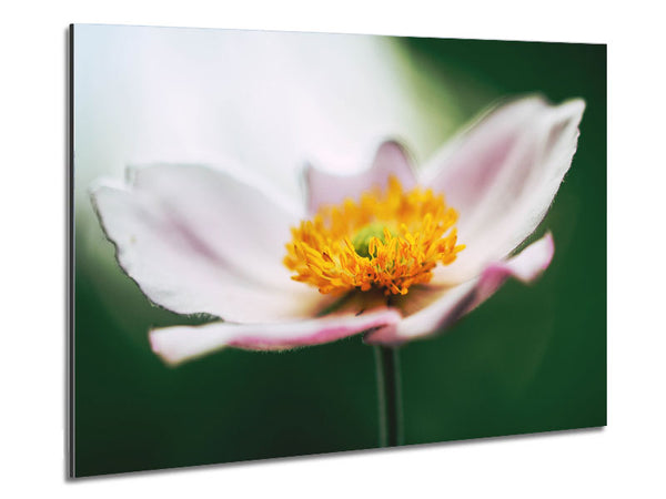 Landeplatz Blume 