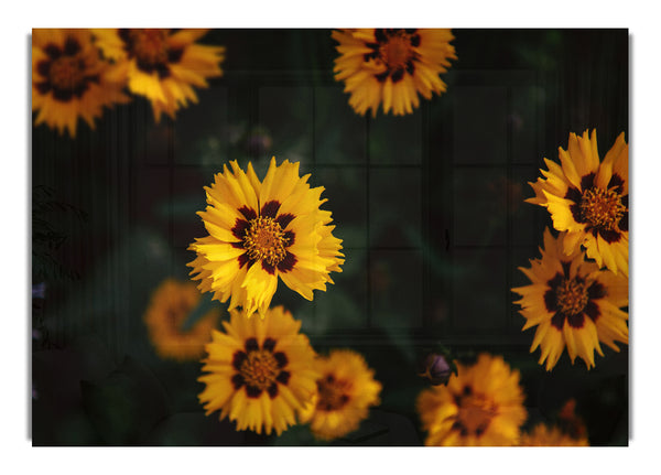 Yellow flowers in the dark