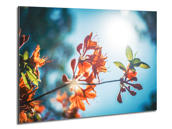 Sun shinging through the twigs and leaves