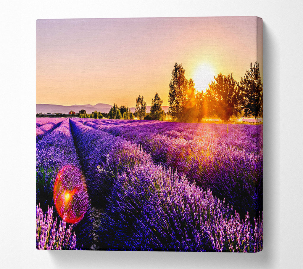 A Square Canvas Print Showing Sunflare over the lavender Square Wall Art